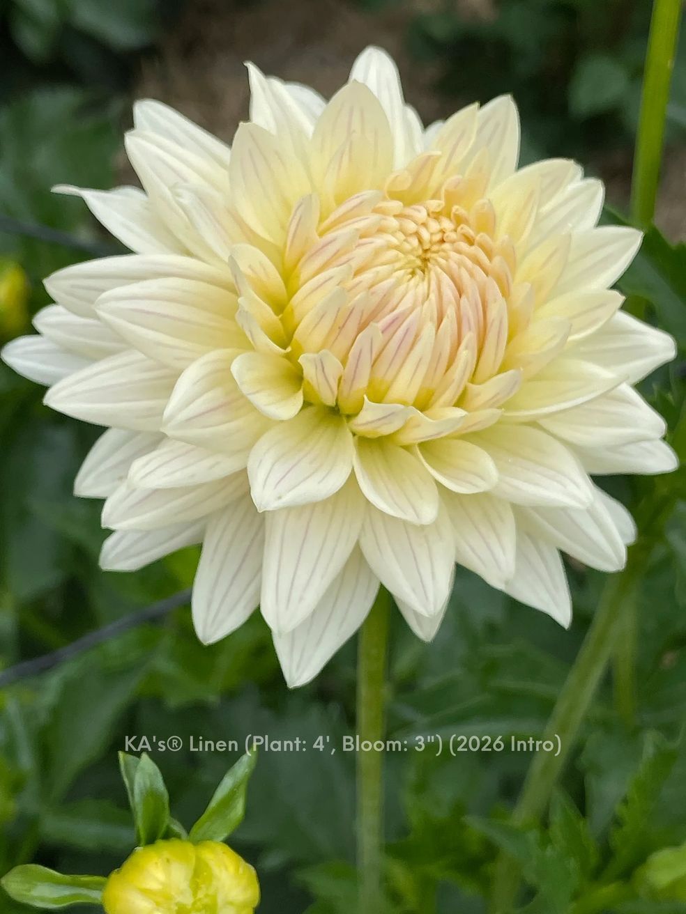 KA®️s  Linen Dahlia cutting