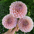 KA®️s Cinder Rose  Dahlia cutting
