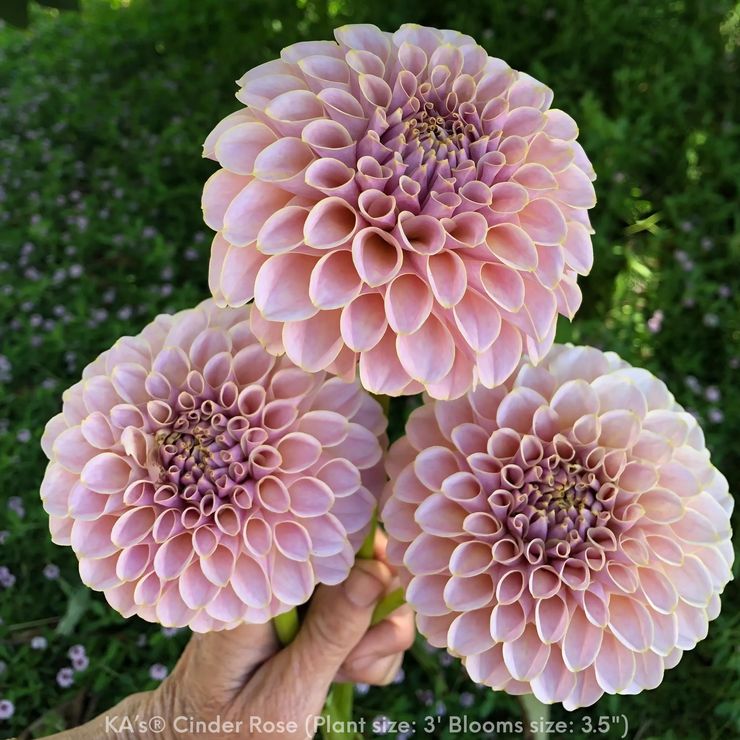 KA®️s Cinder Rose  Dahlia cutting