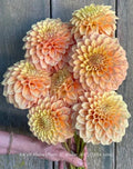 KA®️ s Aloha Dahlia cutting