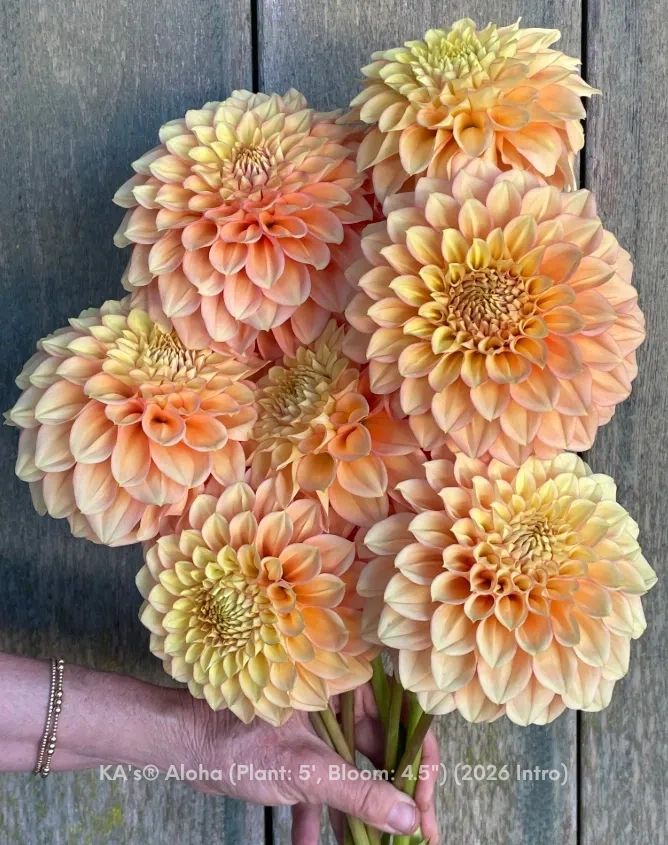 KA®️ s Aloha Dahlia cutting