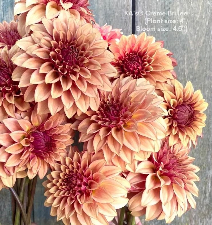 KA®️s Cream Brulee  Dahlia cutting