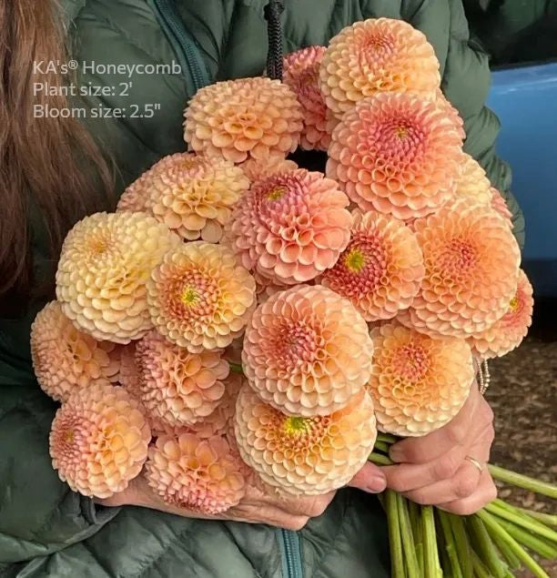 KA®️s Honeycomb Dahlia cutting