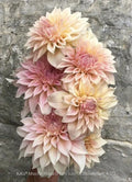 KA®️s Mocha Maya Dahlia cutting
