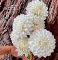 KA®️s Bella Luna Dahlia cutting