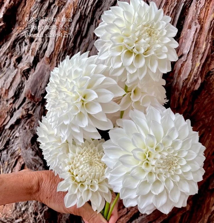 KA®️s Bella Luna Dahlia cutting