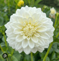 BLIZZARD DAHLIA CUTTING