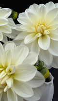 BRIDEZILLA DAHLIA CUTTING