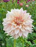 CAFE' AU LAIT DAHLIA CUTTING
