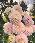 CAMANO ZOE DAHLIA CUTTING