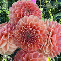 CRICHTON HONEY DAHLIA CUTTING