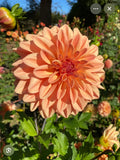 FERNCLIFF COPPER DAHLIA CUTTING