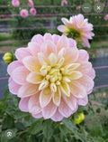 GABBIE'S WISH DAHLIA CUTTING