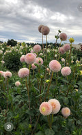 IRISH D PORTER DAHLIA CUTTING