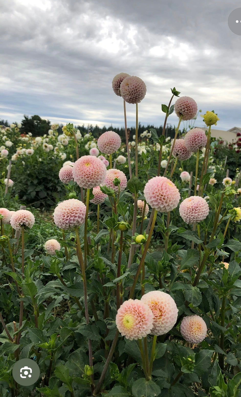 IRISH D PORTER DAHLIA CUTTING