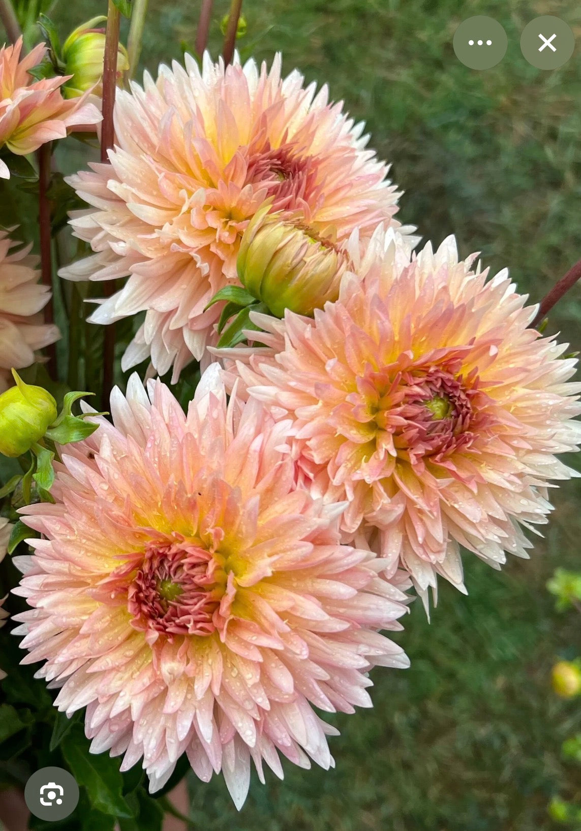 LAKEVIEW PEACH FUZZ DAHLIA CUTTING