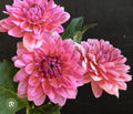 SOUTHERN BELLE DAHLIA CUTTING