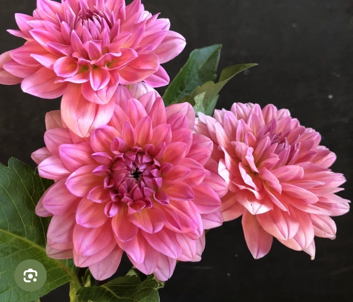 SOUTHERN BELLE DAHLIA CUTTING