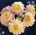 WYN'S NEW PASTEL DAHLIA CUTTING