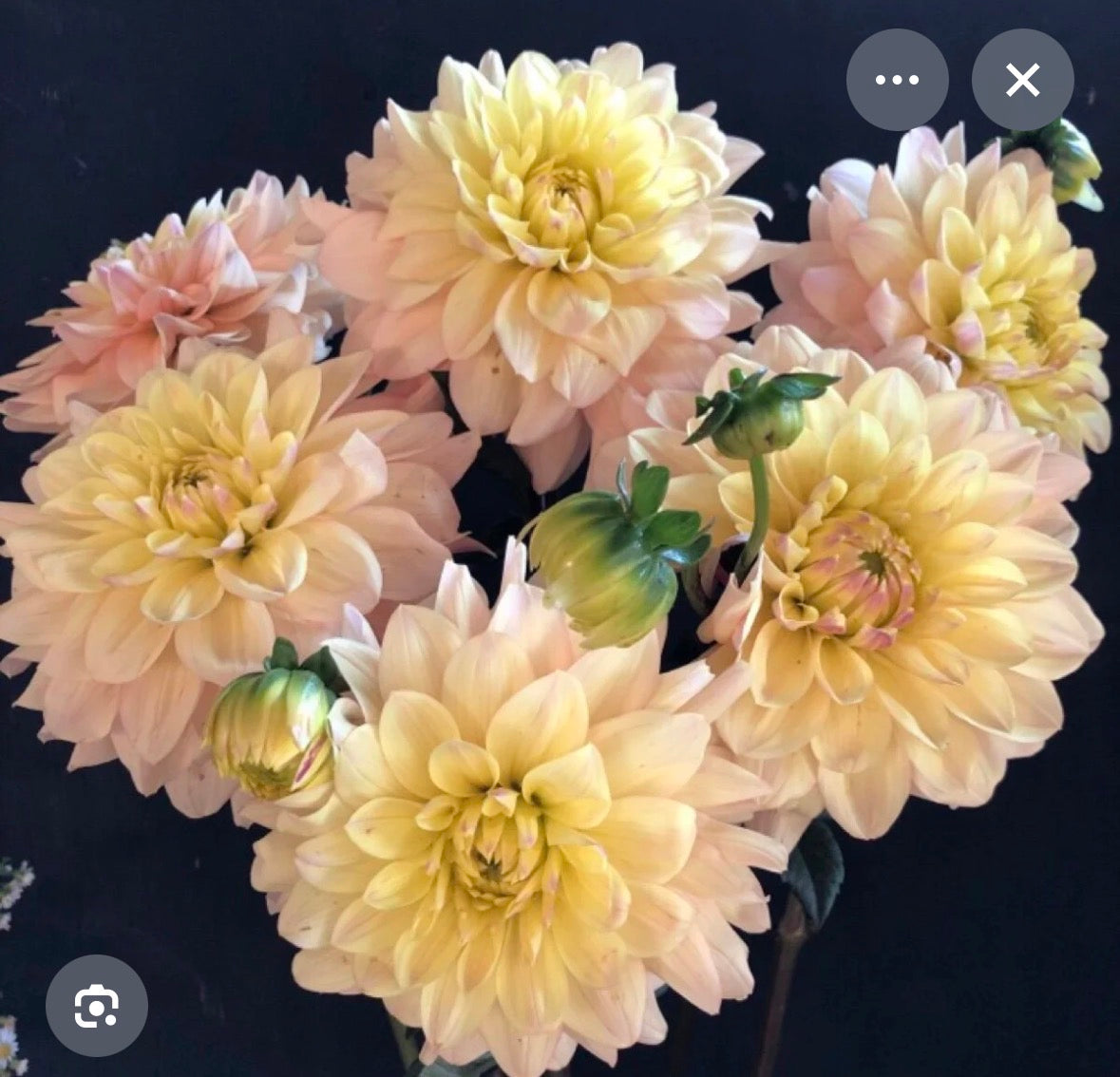 WYN'S NEW PASTEL DAHLIA CUTTING