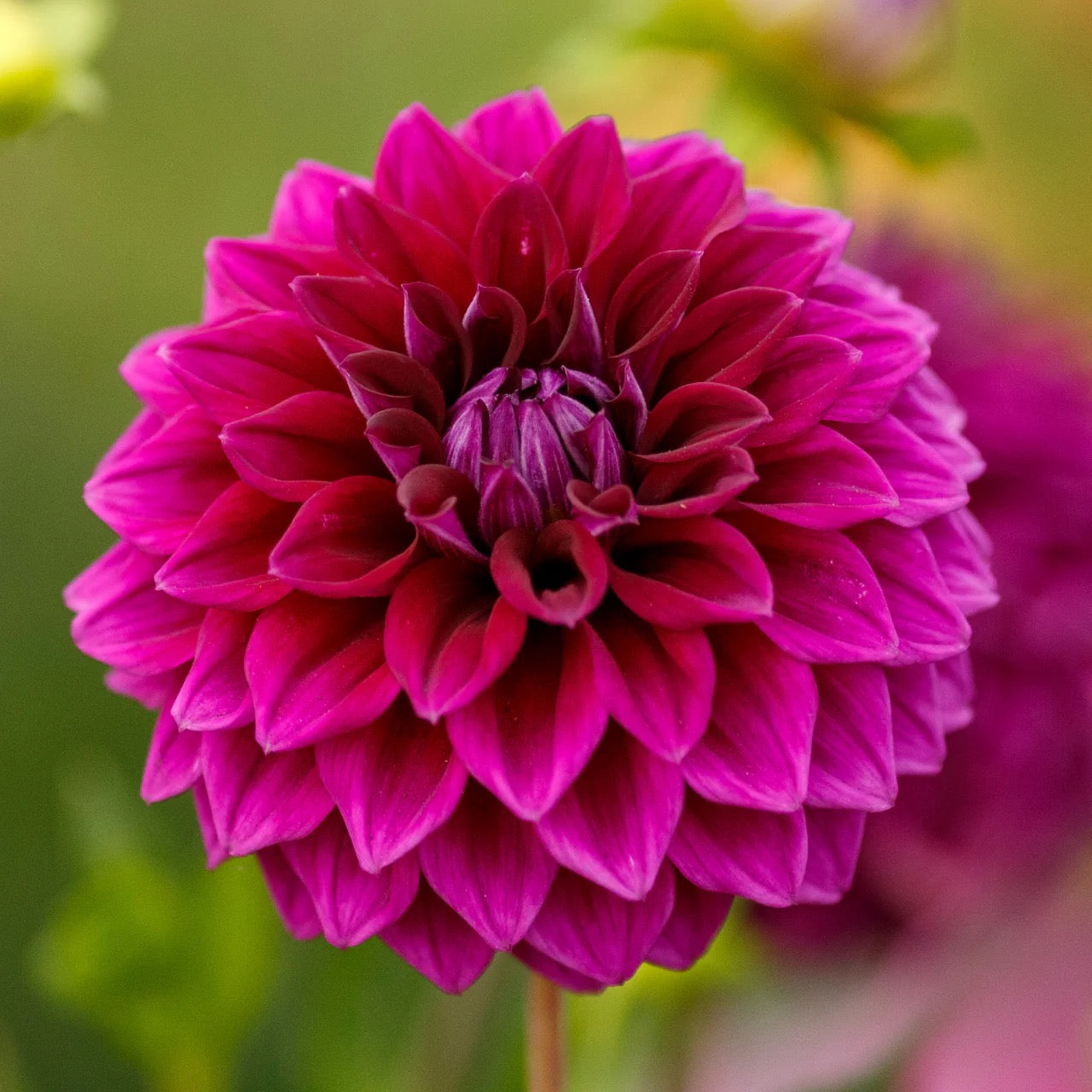DIVA DAHLIA CUTTING