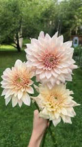 CAFE' AU LAIT MINI (Jolene) DAHLIA CUTTING
