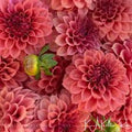 KA ® s KELTIE ROSE DAHLIA CUTTING