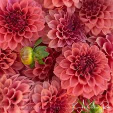 KA ® s KELTIE ROSE DAHLIA CUTTING