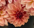 KA ® s MOCHA KATIE DAHLIA CUTTING