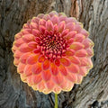 KA ® s MORNING DEW DAHLIA CUTTING