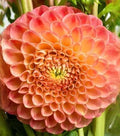 SNOHO DORIS DAHLIA CUTTING