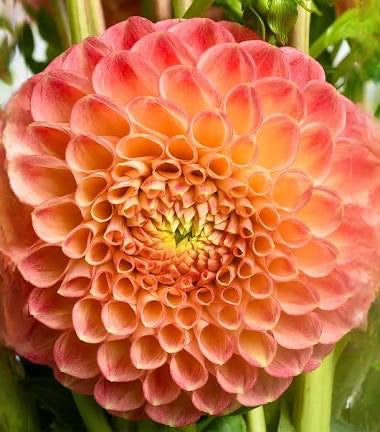 SNOHO DORIS DAHLIA CUTTING
