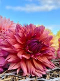 SONIC BLOOM DAHLIA CUTTING