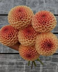 KA ® s SICILIAN SUMMER DAHLIA CUTTING