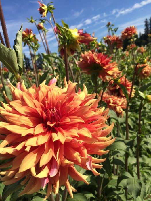 GOOD DAY DAHLIA CUTTING