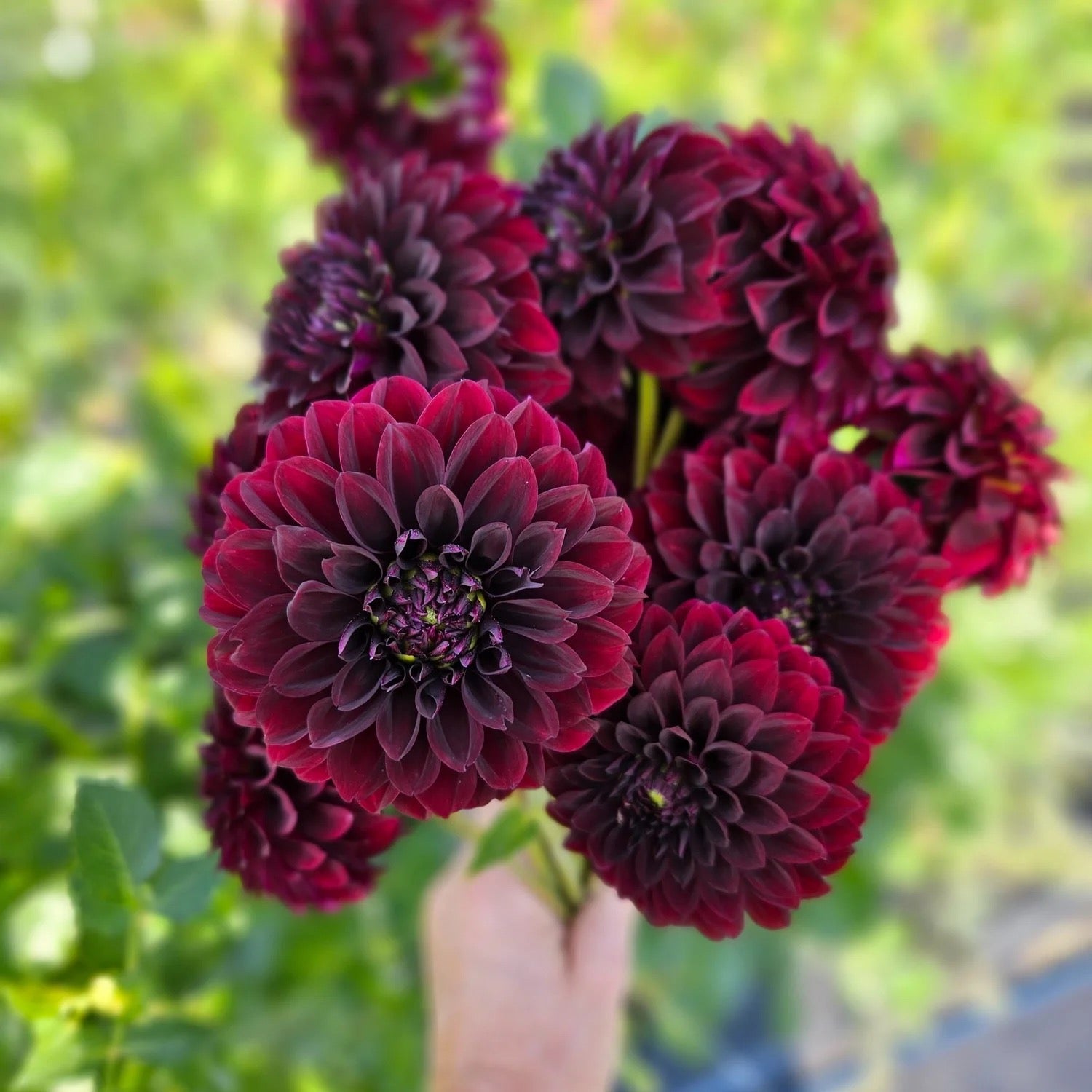 BLACK SATIN DAHLIA CUTTING